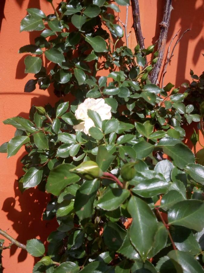 B&B Antica Corte Lombarda Mortara Exteriör bild